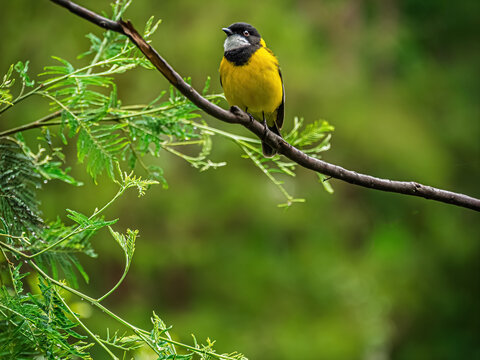 Australian Golden Whistler (Pachycephala Pectoralis)