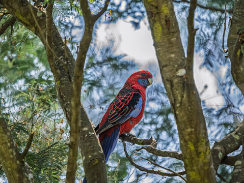 Crimson Rosella In Shadey Tree
