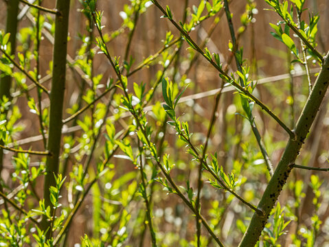 Spring Shoots On Branches Before Golden Reeds