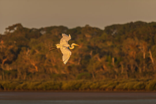 Great Egret (Ardea Alba) Taken Flight
