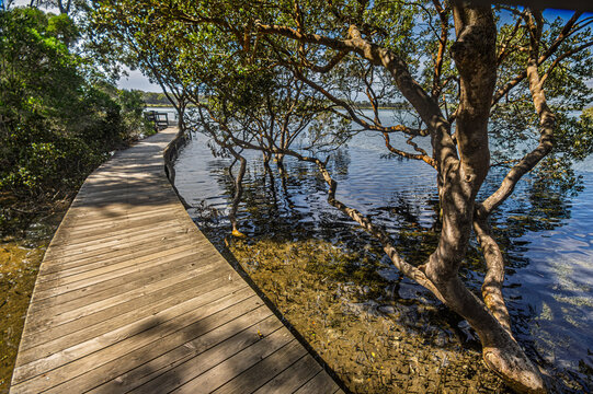 Wooden Boardwalk Curves Past Mangroves