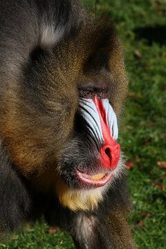 Mandrill / Mandrill / Mandrillus sphinx