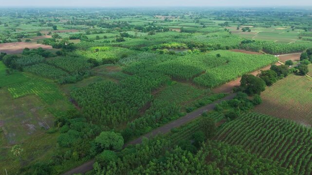 A wide aerial panorama shows eucalyptus blocks and neighboring fields divided by a long road lined with mature trees.