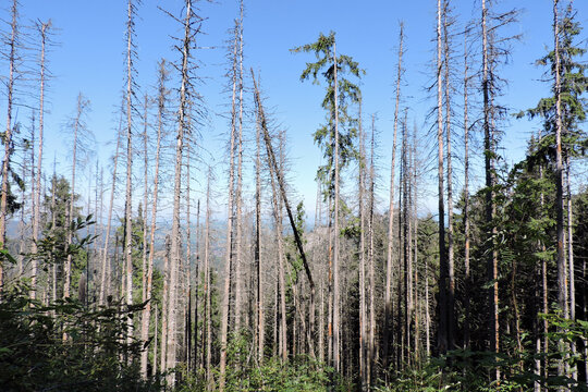 Dead and dry spruce trees in Dolina Kasprowa valley