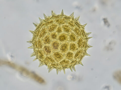 Forensic pollen analysis