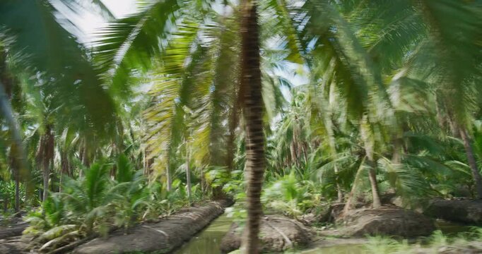 Coconut palm plantation tree forest movement video agricultural industry