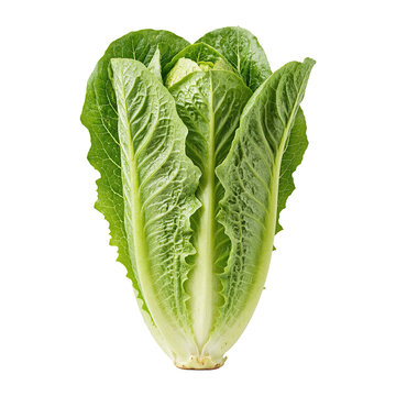 Fresh Green Romaine Lettuce Head Isolated on Dark Background