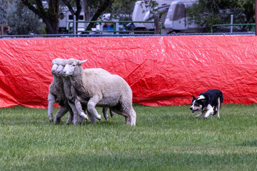 Working Sheep Dog © Erin