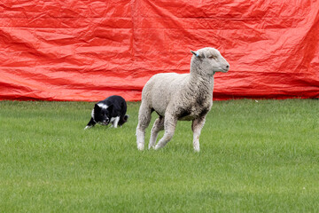 Working Sheep Dog © Erin