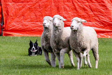 Working Sheep Dog © Erin