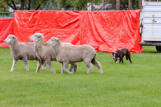 Working Sheep Dog