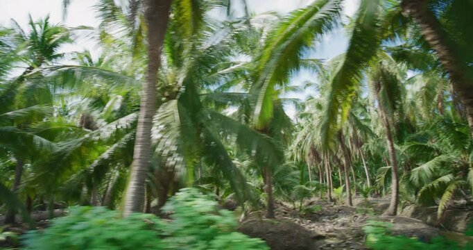 Coconut palm plantation tree forest movement video agricultural industry