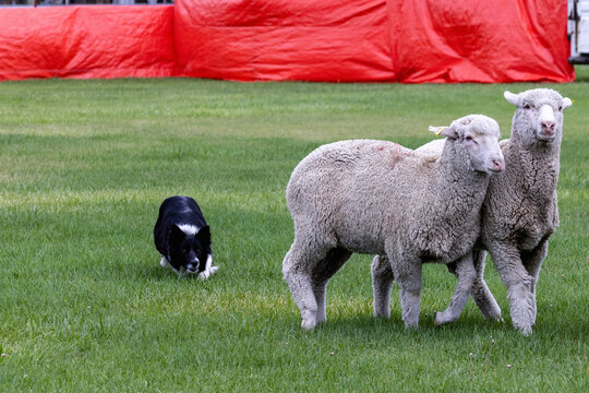 Working Sheep Dog
