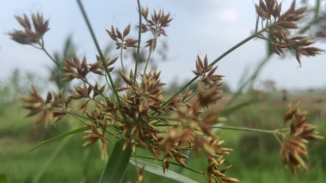 footage nature plant flowers landscape