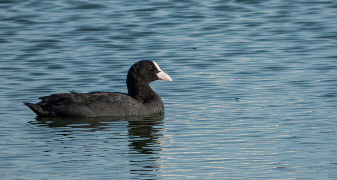 Eurasian coot (Fulica atra) swimming calmly in the water of a lake in its natural habitat.
