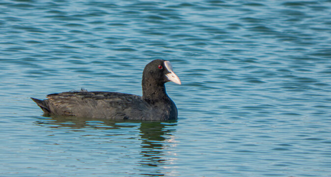Eurasian coot (Fulica atra) swimming calmly in the water of a lake in its natural habitat.
