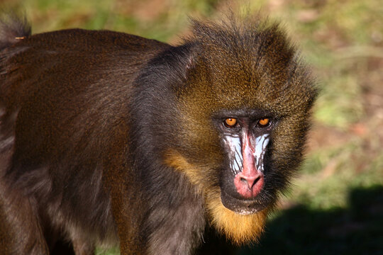 Mandrill / Mandrill / Mandrillus sphinx