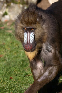 Mandrill / Mandrill / Mandrillus sphinx