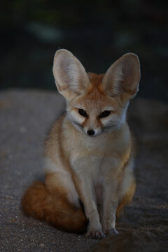 Fennek oder W&uuml;stenfuchs / Fennec fox / Vulpes zerda - Fennecus zerda
