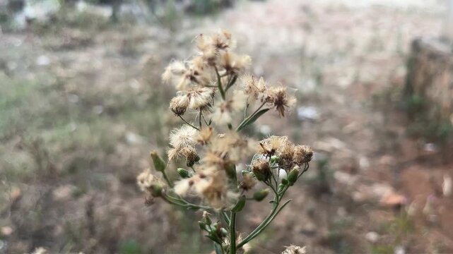 footage nature plant flowers landscape