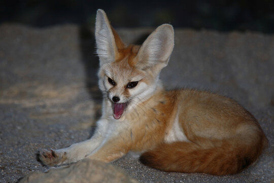 Fennek oder W&uuml;stenfuchs / Fennec fox / Vulpes zerda - Fennecus zerda