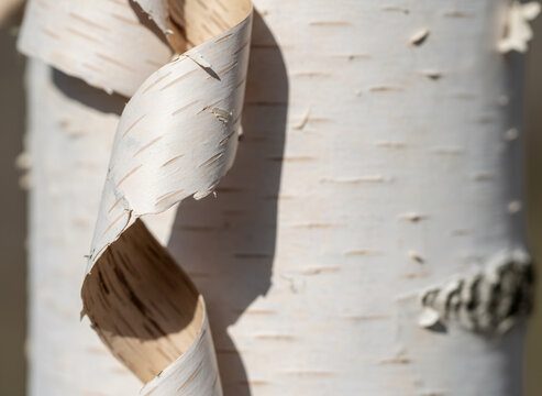 Peeling birch bark in pale strips, everything clean and newly maintained, soft directional daylight