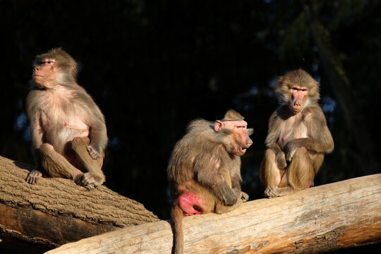 Mantelpavian / Hamadryas baboon / Papio hamadryas