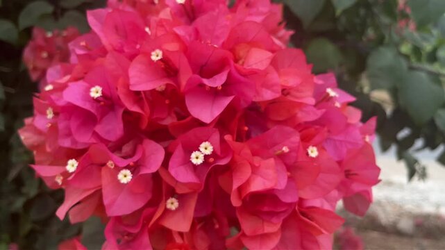 footage nature plant flowers landscape