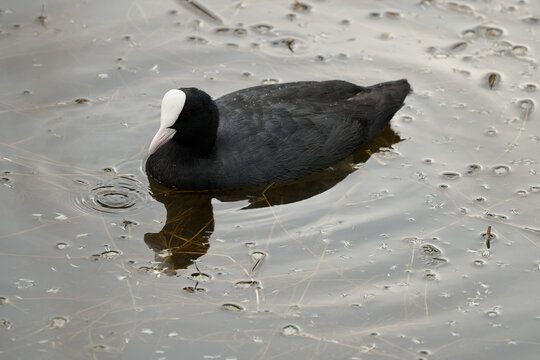 Eurasian coot swimming in calm pond water