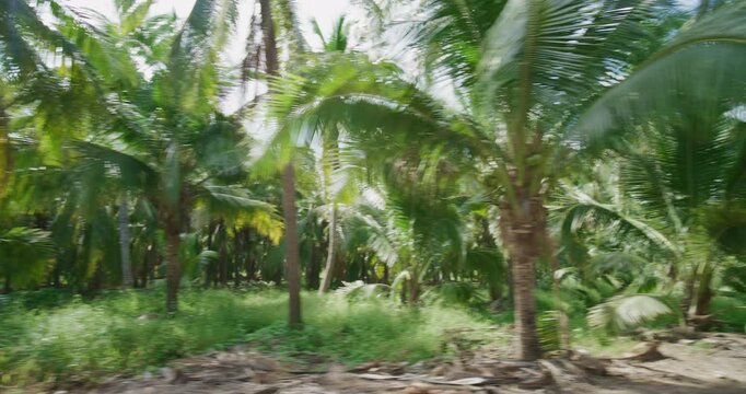 Coconut palm plantation tree forest movement video agricultural industry