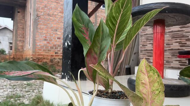 footage nature plant flowers landscape