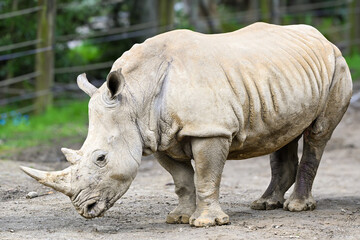 Obraz premium rhino 