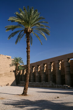 Tall palm tree standing within the ancient grounds of Karnak Temple in Luxor Egypt