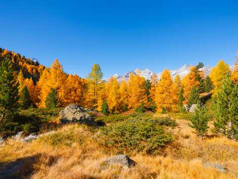 Scenic mountain landscape with colorful autumn trees under a clear sky in daytime. Vibrant fall foliage on hillsides and mountain peaks in daylight.