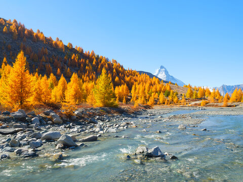 Forest and river with stones on a clear autumn day. Mount Matterhorn stands in the background under a blue sky. Zermatt, Switzerland.