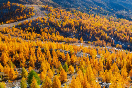 Autumn forest background with colorful trees and fallen leaves. Natural foliage seasonal landscape in daylight.