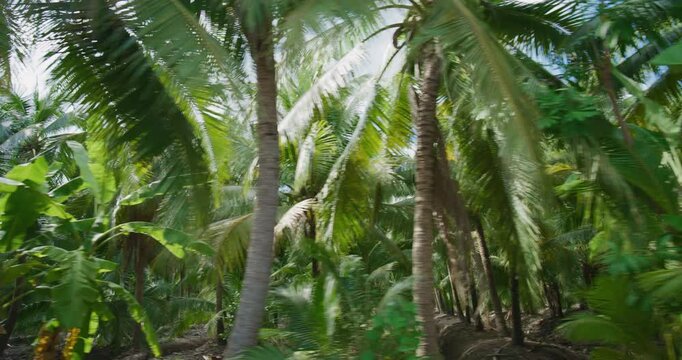 Coconut palm plantation tree forest movement video agricultural industry