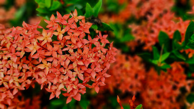 Red ixora flowers close up coccinea blooms with green leaves background. Beautiful wild tropical flora needle flower in garden backdrop.