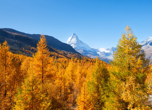 Matterhorn mountain peak rising above a colorful autumn forest in Zermatt, Switzerland. Alpine autumn landscape. Background, postcard, wallpaper.