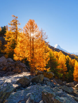 Vertical photo. Scenic mountain landscape with colorful autumn trees under a clear sky in daytime. Vibrant fall foliage on hillsides and mountain peaks in daylight.