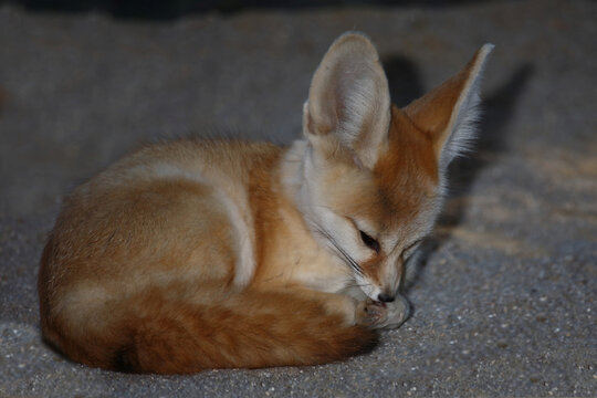 Fennek oder W&uuml;stenfuchs / Fennec fox / Vulpes zerda - Fennecus zerda