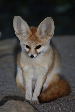 Fennek oder W&uuml;stenfuchs / Fennec fox / Vulpes zerda - Fennecus zerda