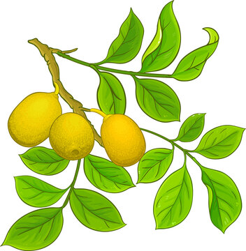 Marula Branch with Flowers, Berries  and Leaves Colored Detailed  Illustration. Essential oil ingredient for cosmetics, spa, aromatherapy, health care, alternative medicine. 