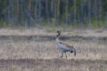 Obraz premium Common crane, grus grus