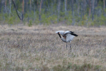 Obraz premium Common crane, grus grus