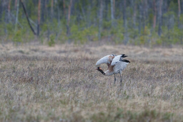 Obraz premium Common crane, grus grus