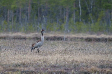 Obraz premium Common crane, grus grus