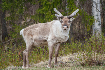 Reindeer, rangifer tarandus © Mats