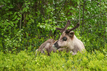 Reindeer, Rangifer tarandus © Mats