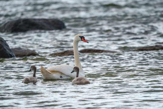 Mute Swans, Cygnus olor
